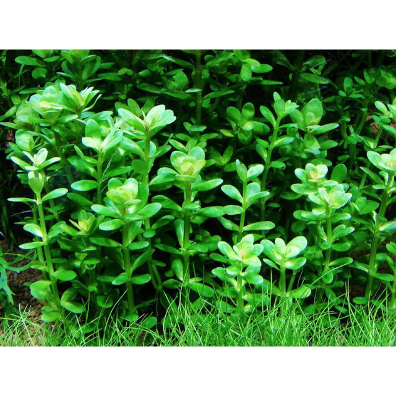 Tanaman aquascape ammania bonsai