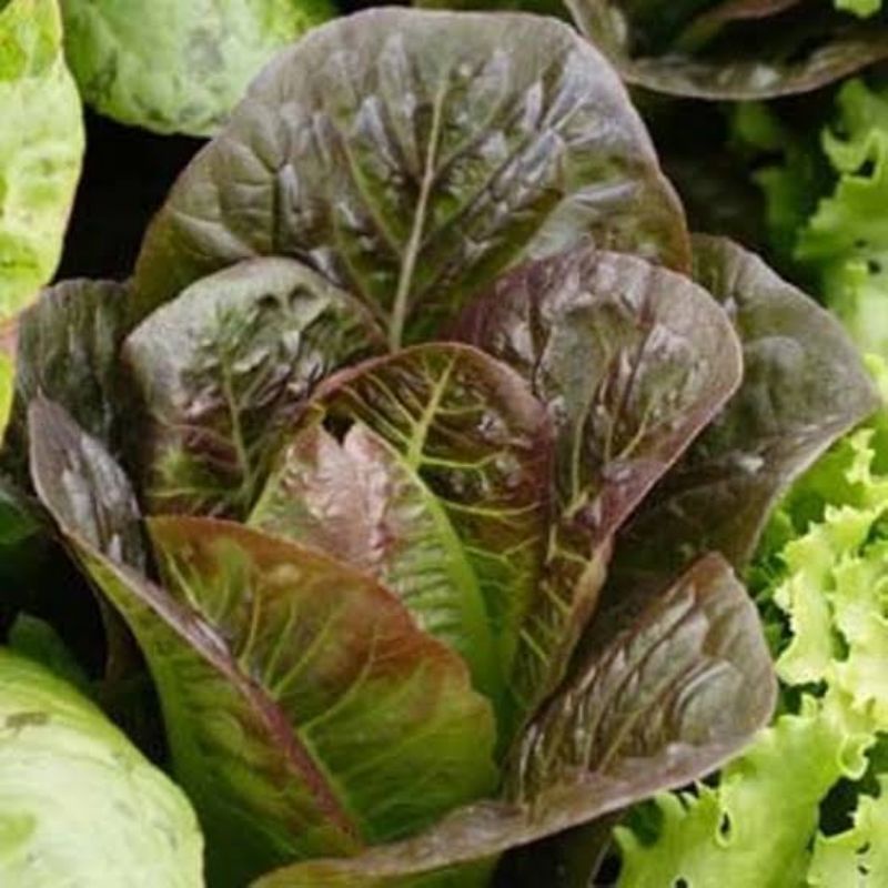 Benih Selada Red Romaine Lettuce Red Romain Selada Romain