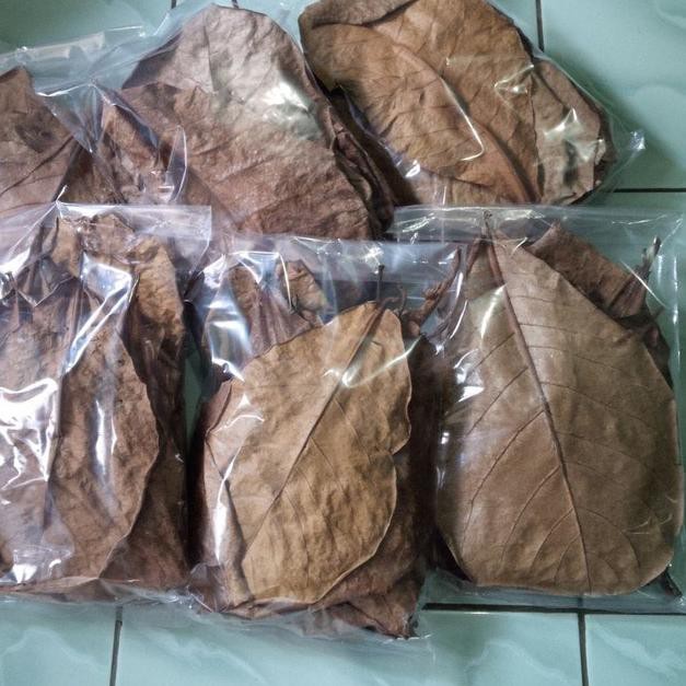 PROMO BESAR (yne-491) Daun Ketapang Kering Untuk Obat Ikan Hias Air Tawar / Obat Ikan Cupang