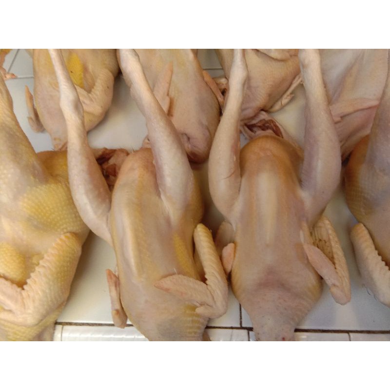 

ayam merah segar sdh cabut bulu