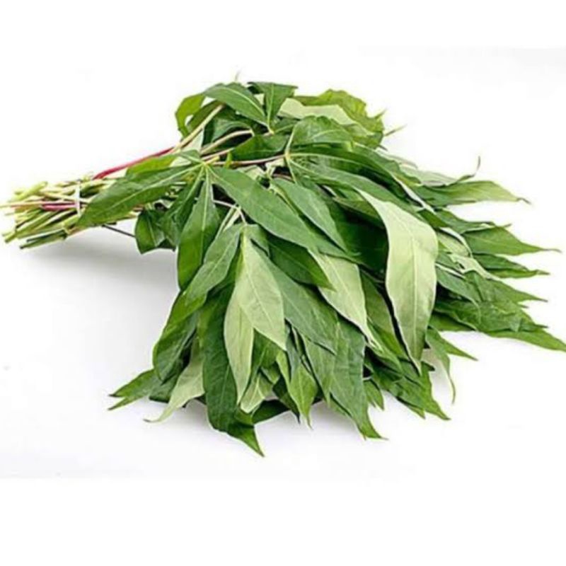 

Daun Singkong Per Ikat