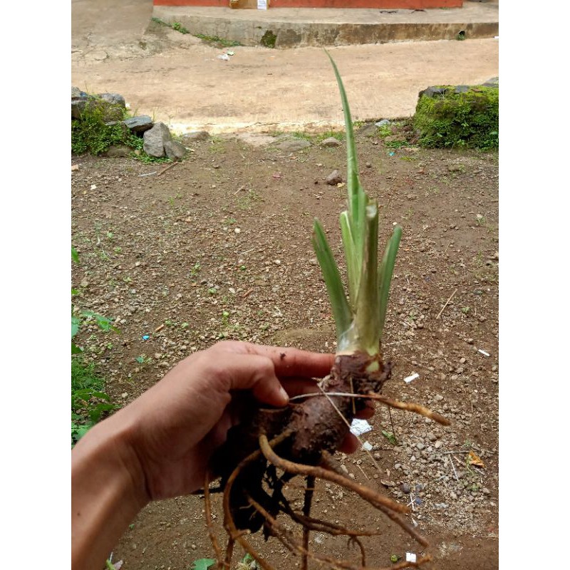 TANAMAN HIAS HOMALOMENA HIJAU | CARIANG HIJAU (UMBI/BONGOL)