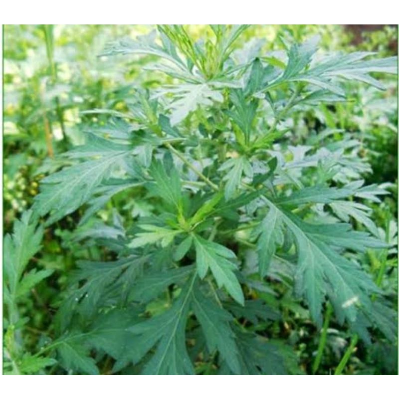 

daun baru cina segar (250GRM)