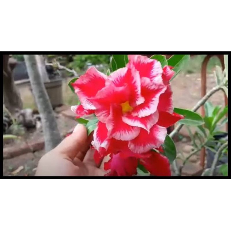 

bibit bunga adenium bunga jepang