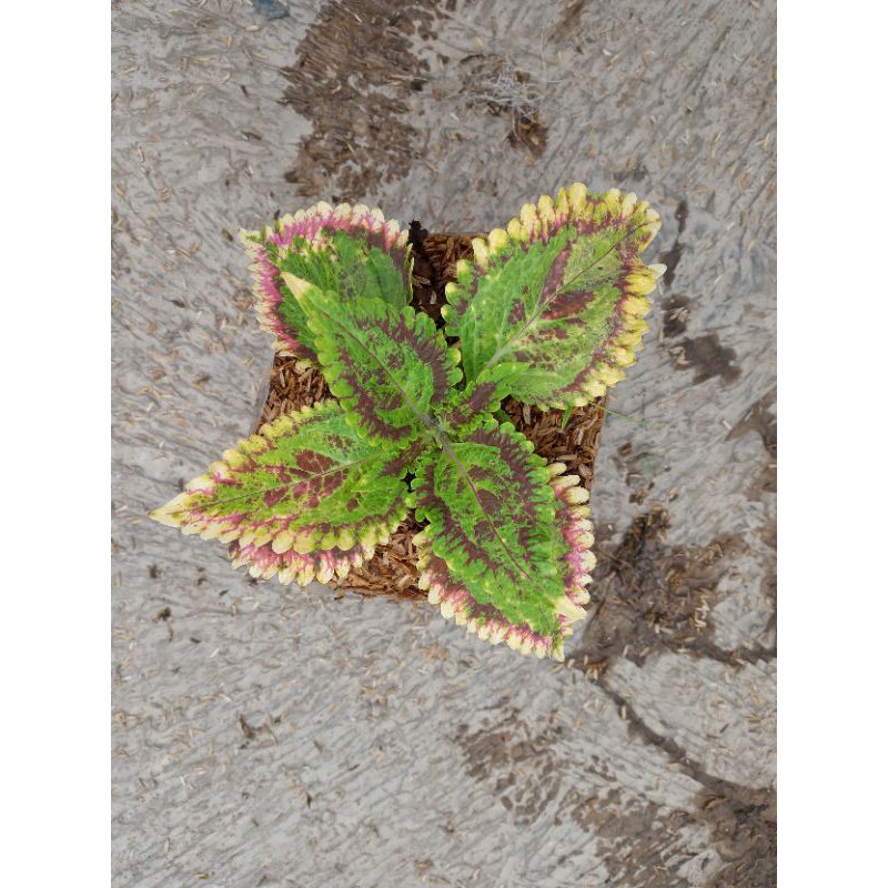 tanaman miana premium/miana india