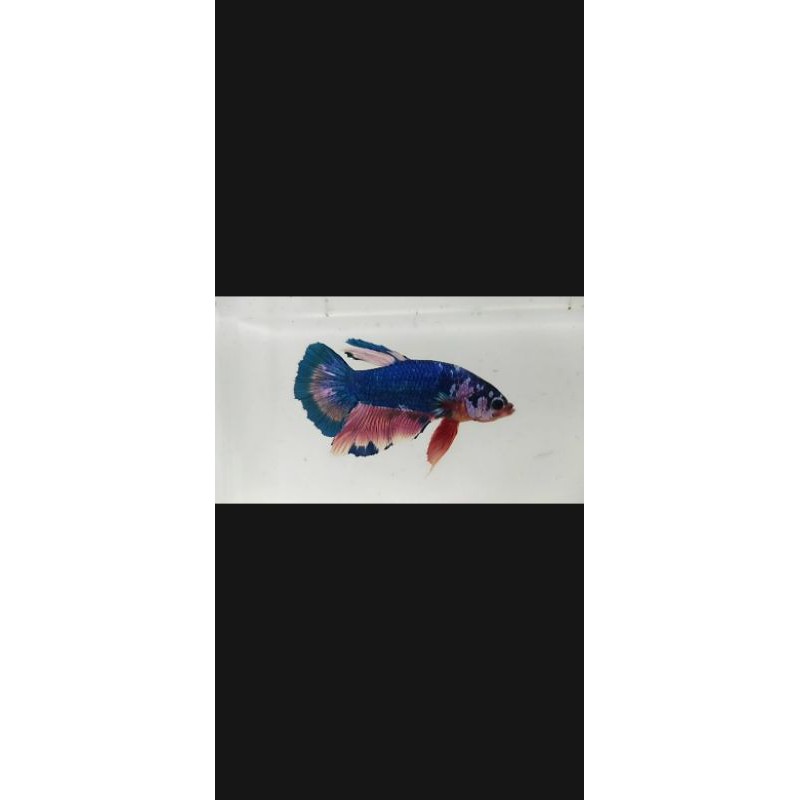 cupang plakat