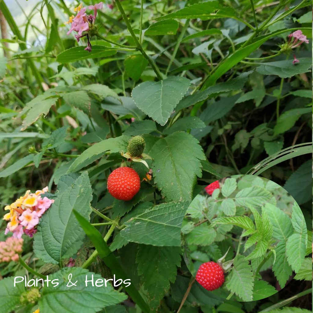 Bibit tanaman buah arben hutan - buah arbei