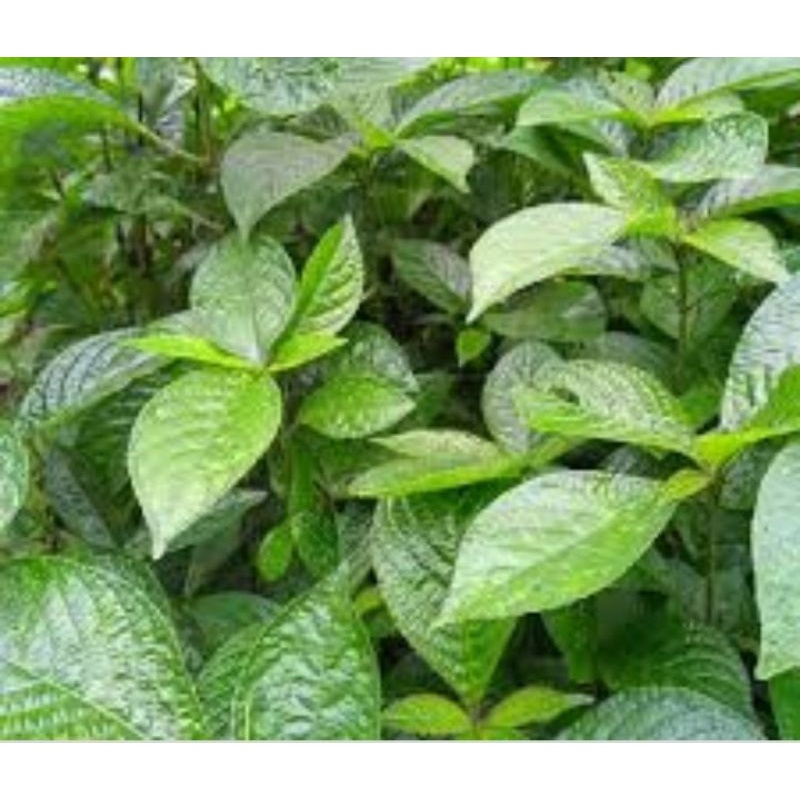 

Daun Keji Beling segar 500 Gram