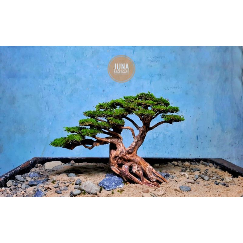 BONSAI AQUASCAPE (BONUS MOSS WEEPING)