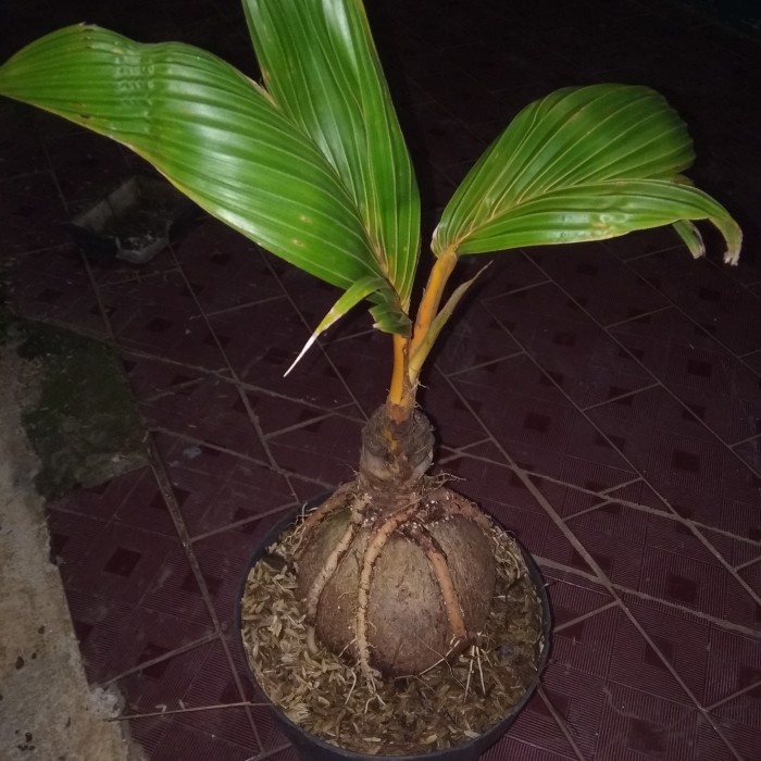 tanaman hias kelapa bonsai