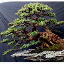 Bahan bonsai ileng ileng sungai