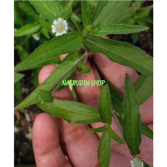 

DAUN URANG ARING SEGAR LANGSUNG PETIK / ECLIPTA ALBA / ORANG ARING /TE LENTEYAN / DAUN TINTA / DAUN SIPAT / KEREMAK JANTAN