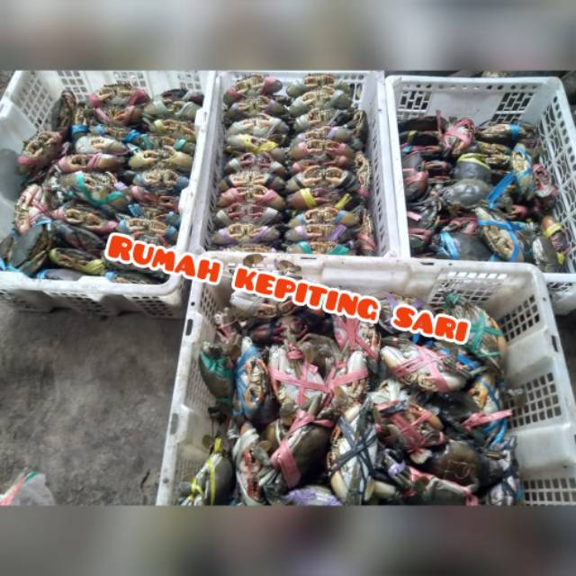 

Kepiting fresh