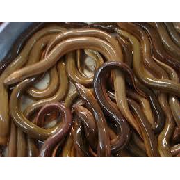 

Belut Hidup Segar /Ell Fish Fresh