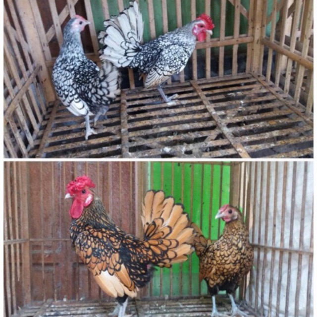 TELUR AYAM HIAS BATIK ITALY,AYAM BATIK KANADA | Shopee ...