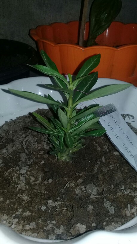 Bibit Adenium Waves Blue Ice Size A