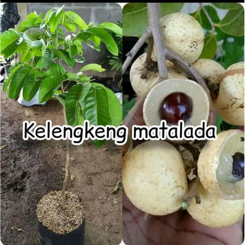 

kelengkeng