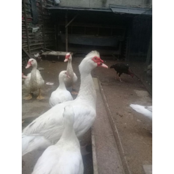 FGFG56846 TELUR TETAS MENTOK / ENTOK JUMBO LEHER BETON ASLI RAKSASA 564568