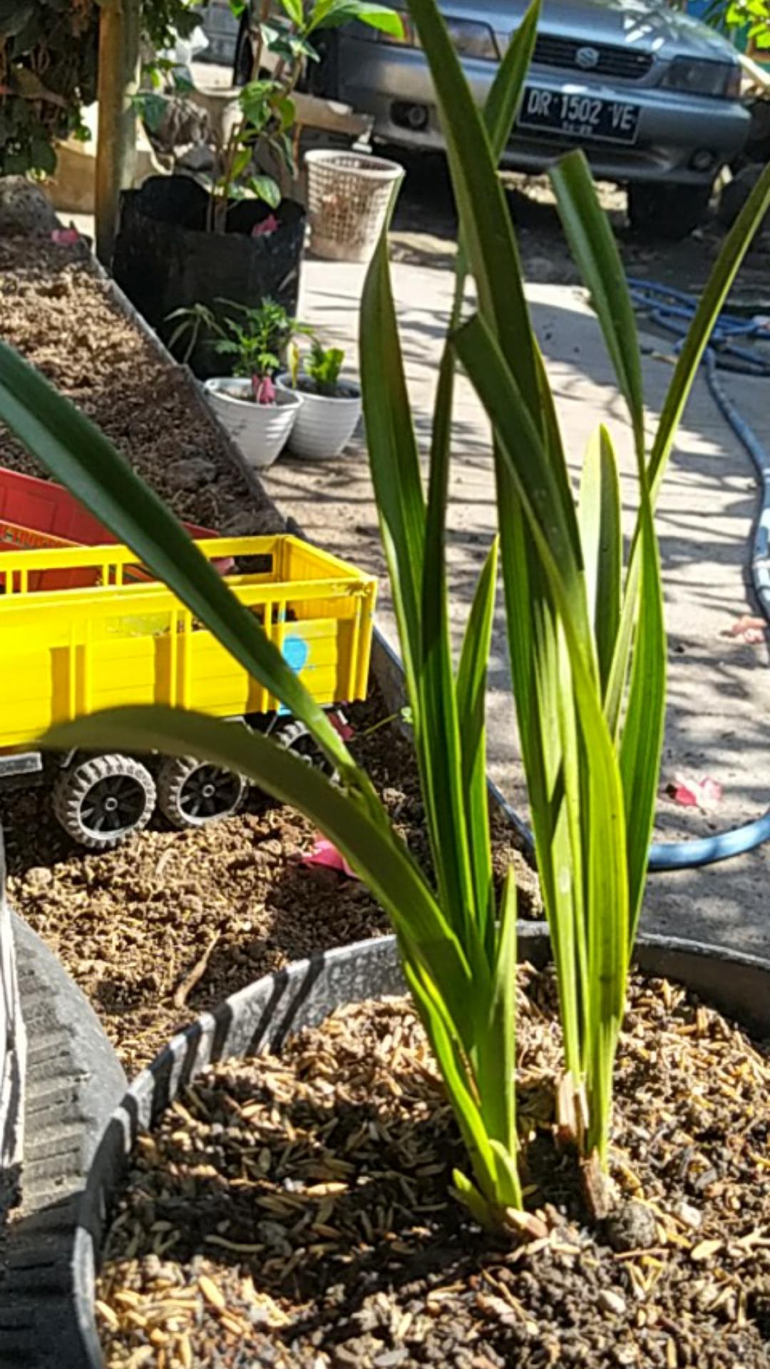 Anggrek Cymbidium Golden Boy