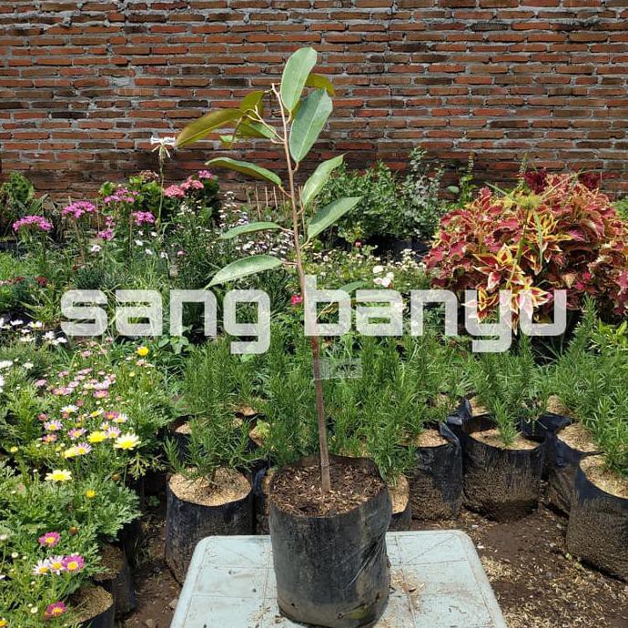 FPRT BIBIT TANAMAN BUAH DUREN DURIAN MONTONG WAGE