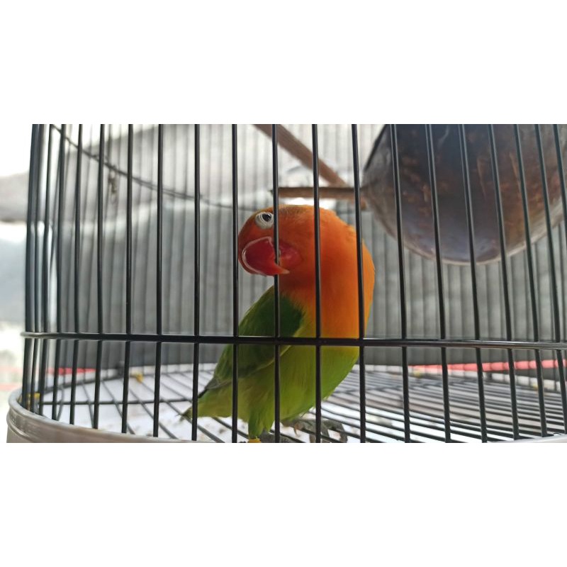 Burung Lovebird Biola Green Dewasa Wajib Via Ojol