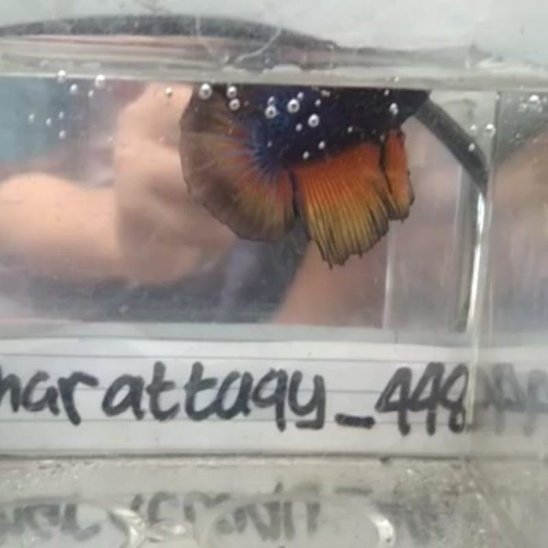 ikan cupang HM mustard gas agak ke Oren orenan