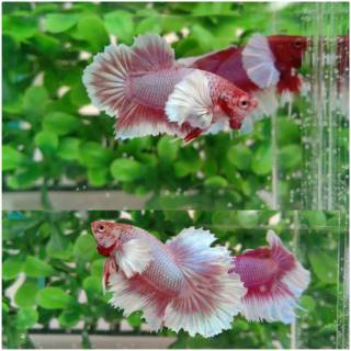 960+ Gambar Ikan Cupang Dumbo Ear HD Terbaik