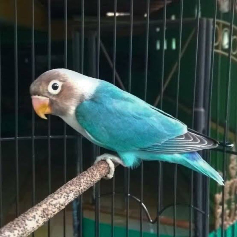 lovebird cobalt