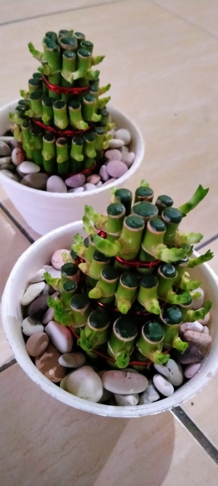 Bambu Hoki / Lucky Bamboo / Bambu Rejeki / Bambu Cina/ Bambu Mini