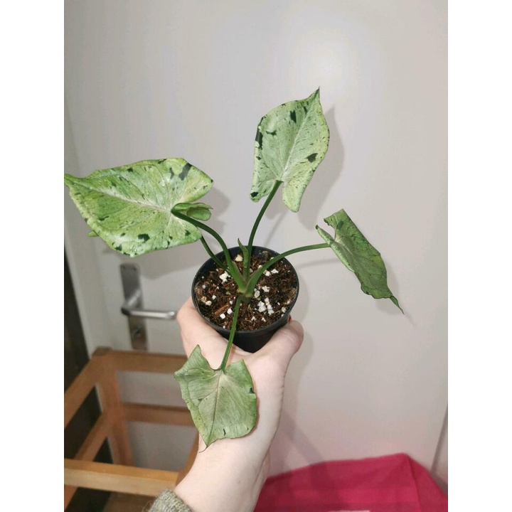 Tanaman Syngonium Green Splash Tanaman Hidup Bunga Syngonium Green Splash Tanaman Bercak Hijau