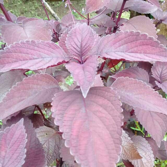 

Promo daun jawer kotok merah 500gram fres segar