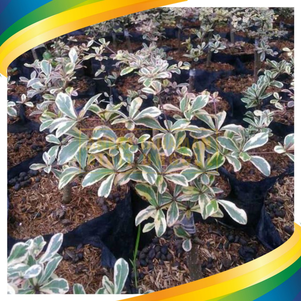 Bibit Ketapang Kencana Varigata Putih