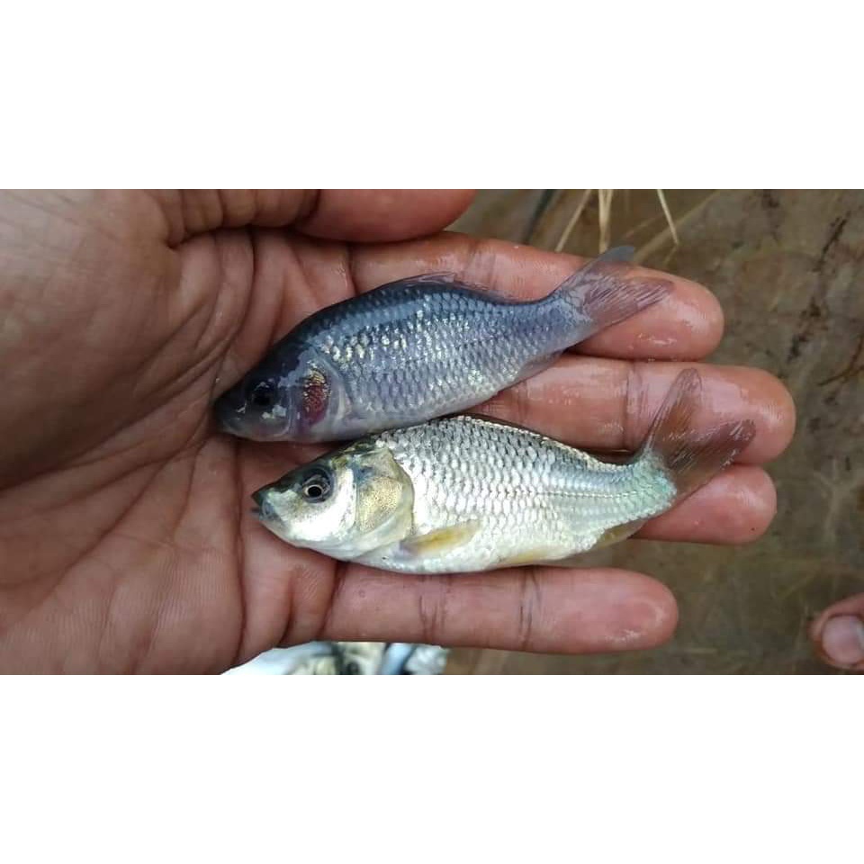 Ikan mas majalaya Paket 100 ekor - bibit ikan mas - ikan mas ukuran 2 jari - bibit ikan budidaya