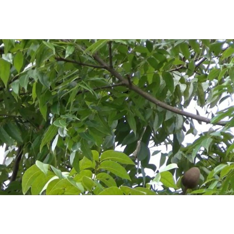 

Daun mahoni segar 500gr