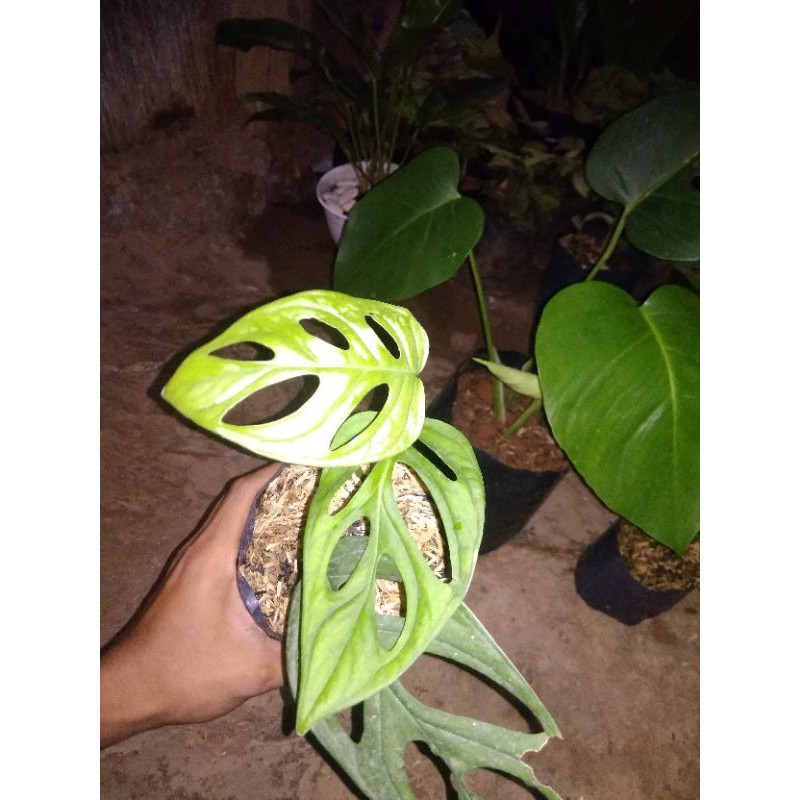 tanaman hias janda bolong - tanaman rambat monstera