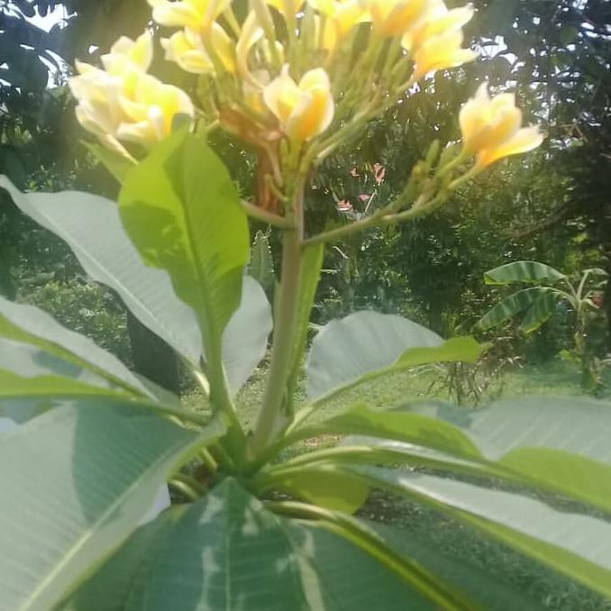 Pohon Kamboja Bunga Kuning//Kamboja Bali