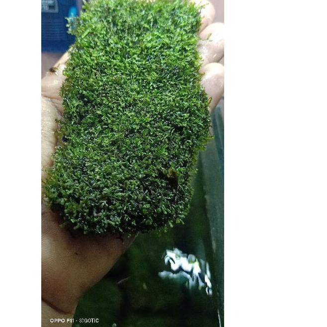 ● Moss ricardia lempeng aquascape full air ←