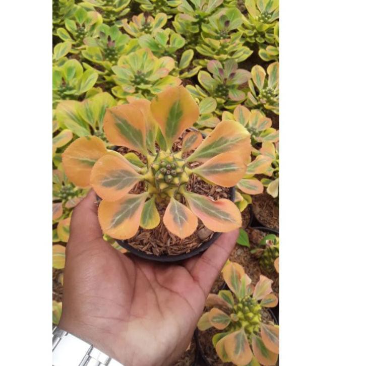 

Flashϟsale monadenium