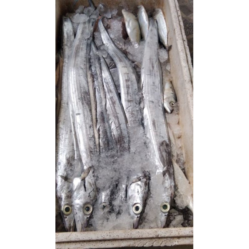 

ikan layur segar