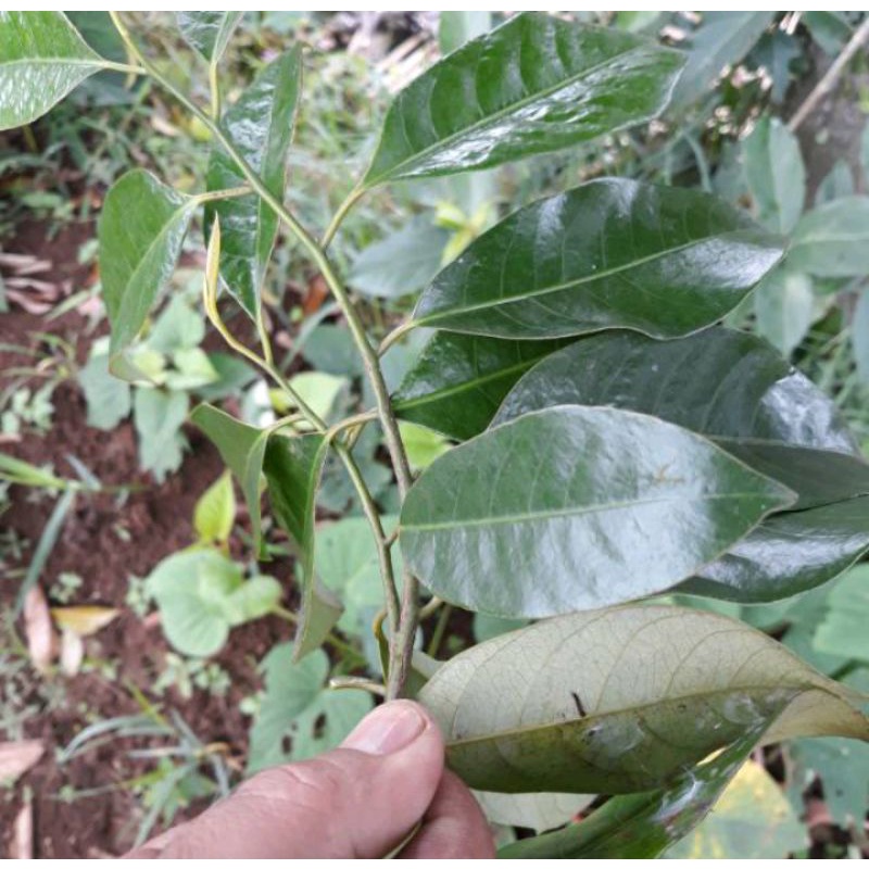 

500gram daun pala segar