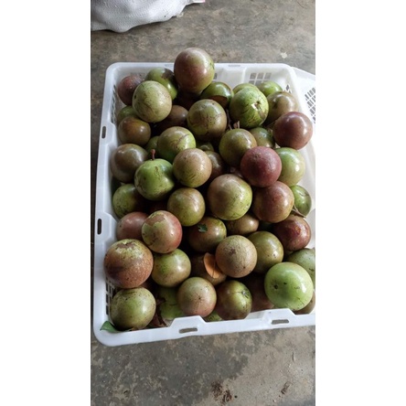 

BUAH KENITU /apel susu/sawo hijau/maneccu/sawo ijo( 1000 gr)