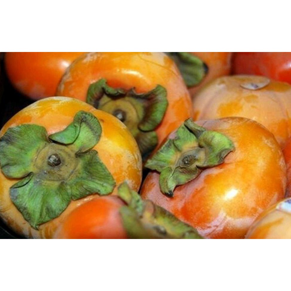 Free Ongkir Bibit Buah Kesemek Super Jumbo R*O