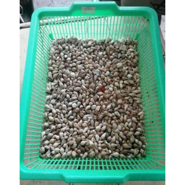 

Bawang Putih Tunggal/Lanang Kualitas Super 100GR dari Lokal