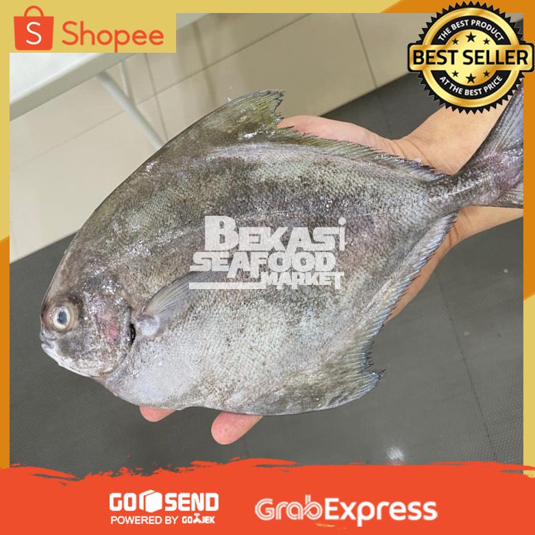 

Ikan Bawal Laut | Ikan Bawal Hitam | Bawal Laut Hitam | Ikan Bawal Premium | Ikan bawal Fresh 1Kg