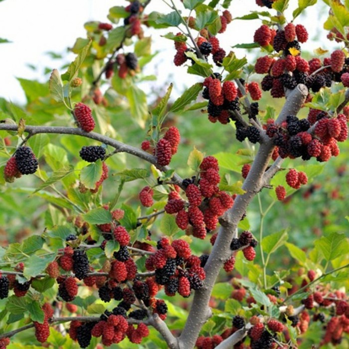 Bibit Tanaman Pohon Buah Mulberry/Murbei Segar Murah Berkualitas
