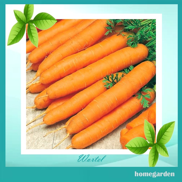 Bibit Wortel Benih Wortel Bibit Tanaman Sayuran