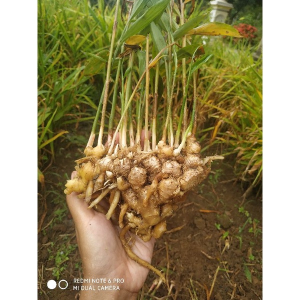 

JAHE EMPRIT ORGANIK FRESH