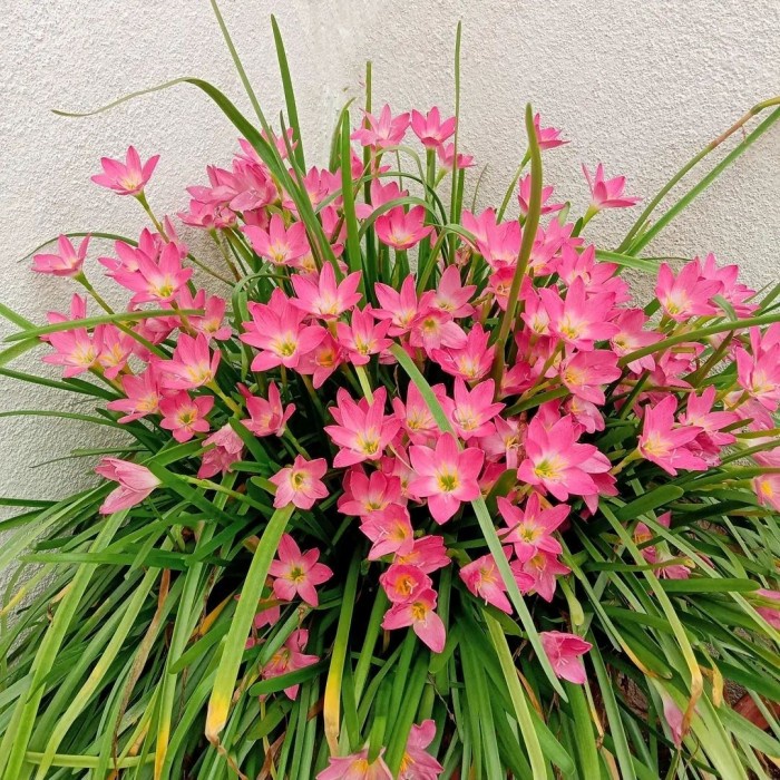 Rain Lily Pink, Tanaman Bunga Lily Pink, Rain Lily Putih, Bunga Lilly