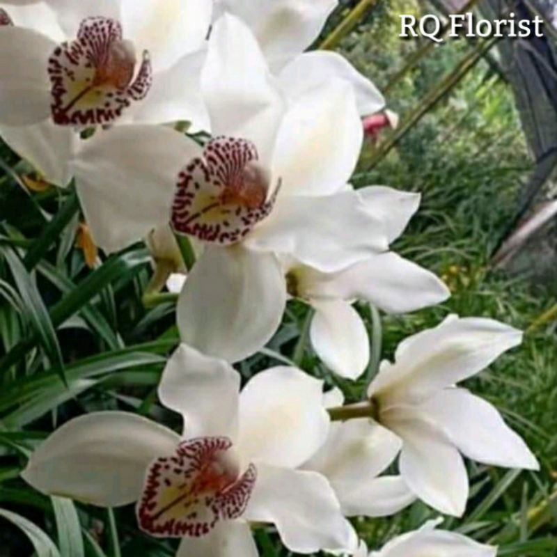 Anggrek Cymbidium Putih Joshua