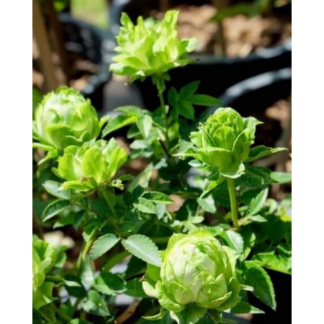 mawar import Eclair dewasa